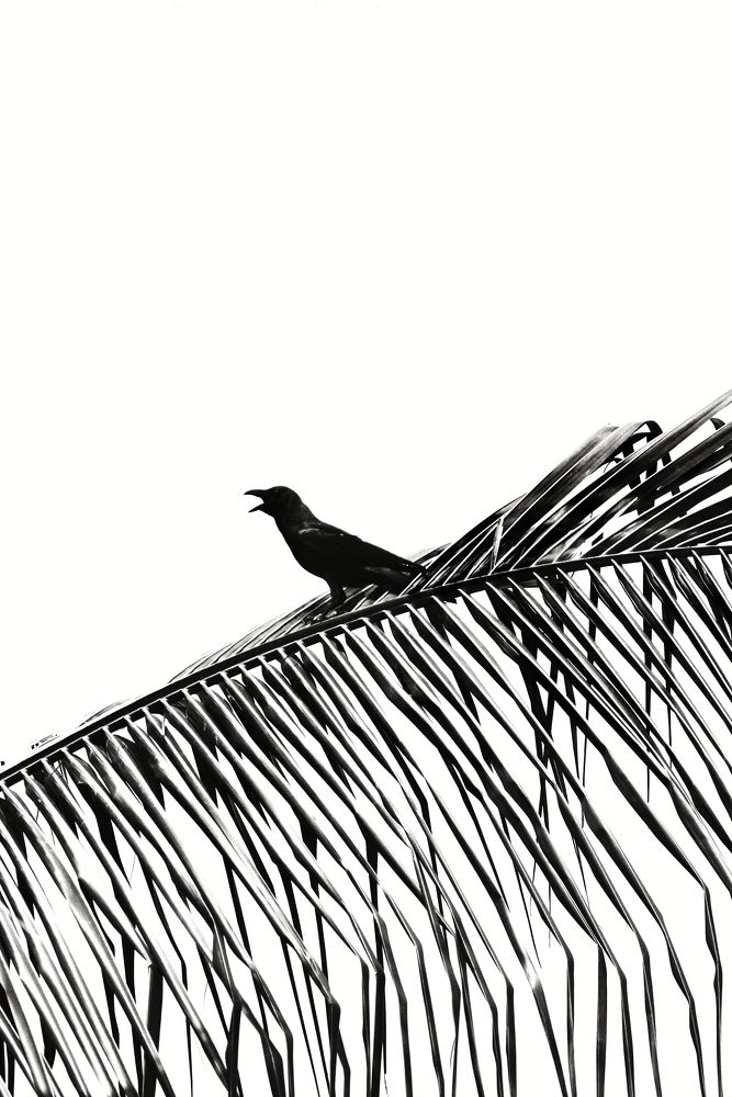 A Crow resting for a while to fly