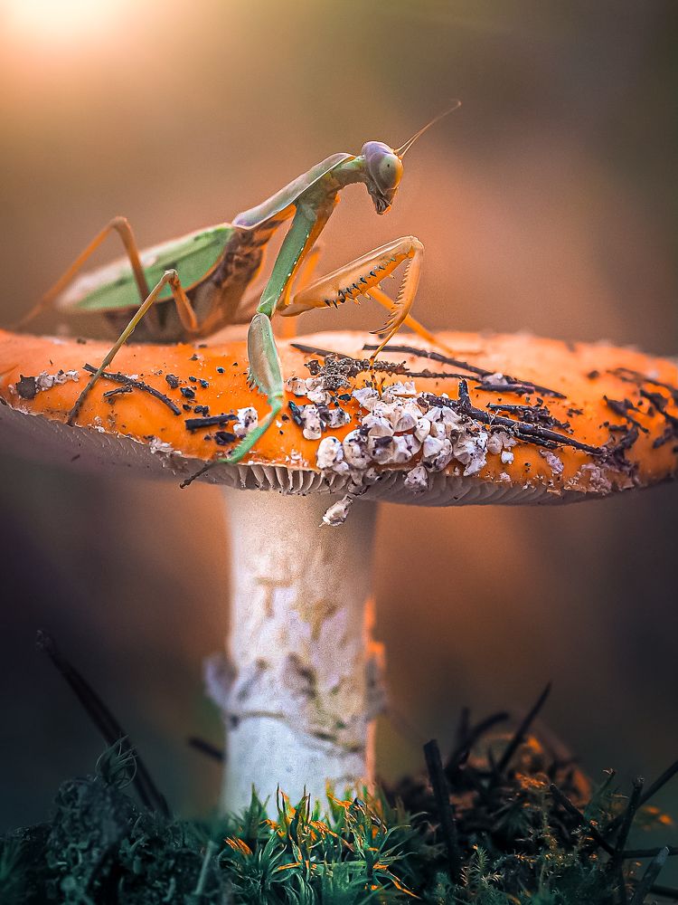 Photograph by Марина Сидоренко