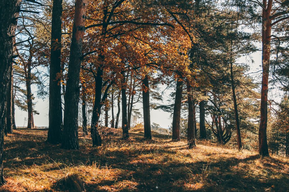 Михалева гора.