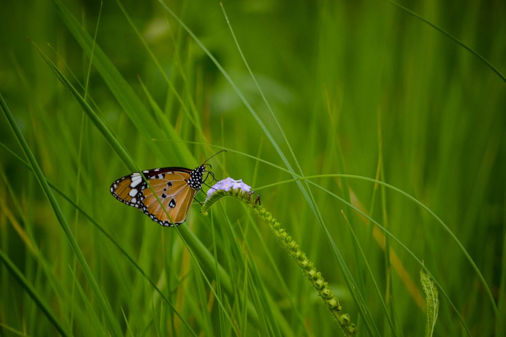 Photograph by Ayoe Naturalart