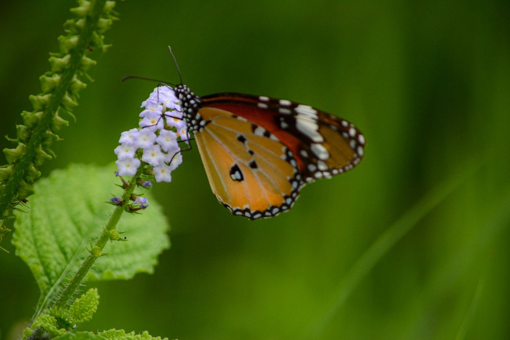 Photograph by Ayoe Naturalart