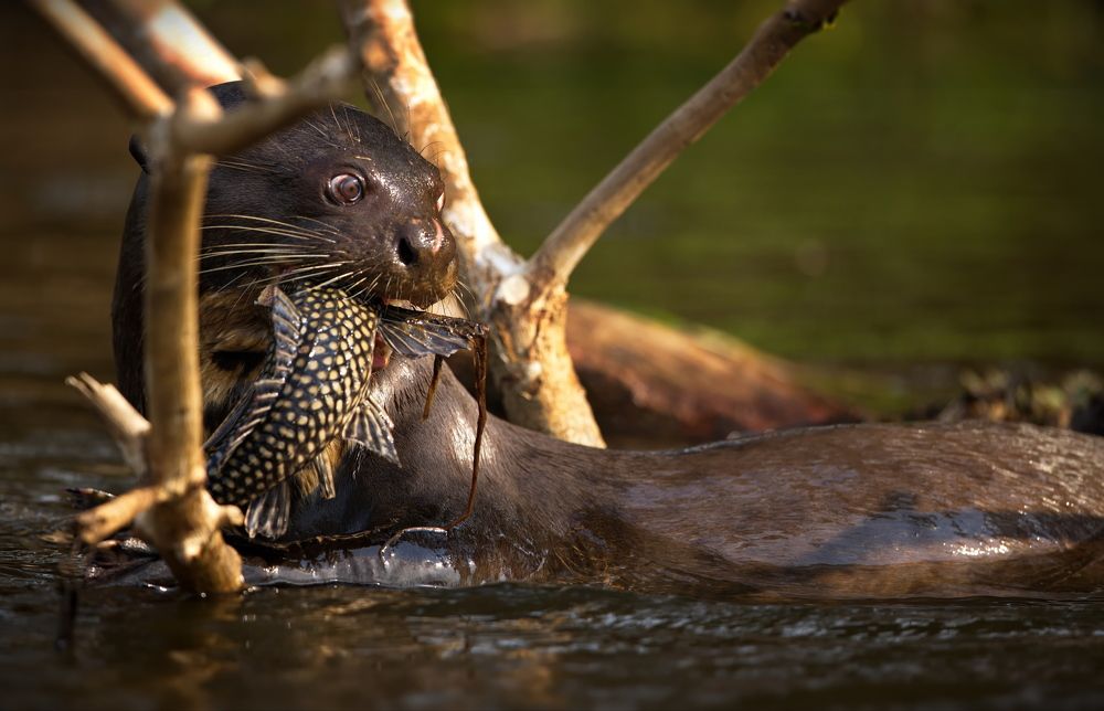 Рыбный день