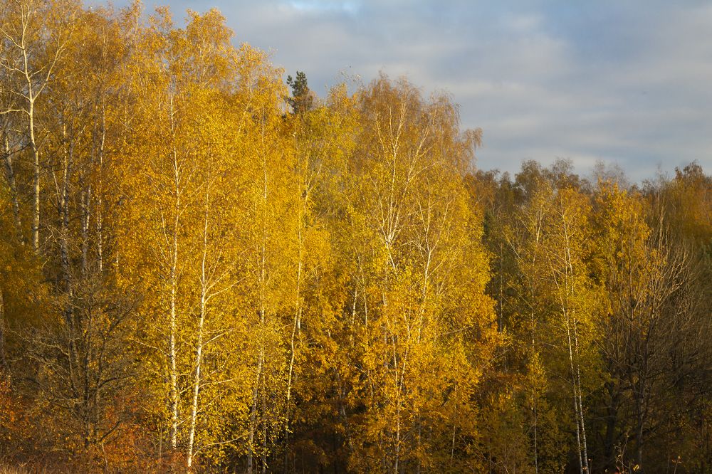 Photograph by Дарья Ващенко-Панкина