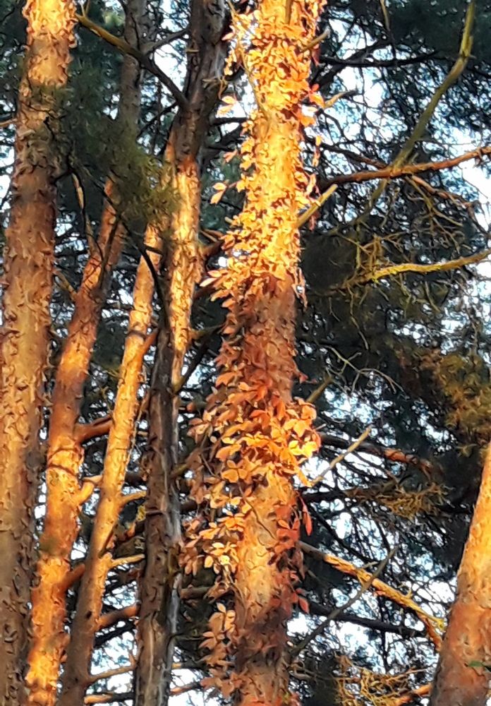 Wine on the pine!
