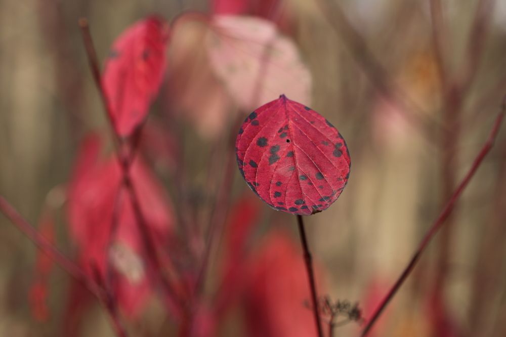 Фотография автора Татьяна Свистулина
