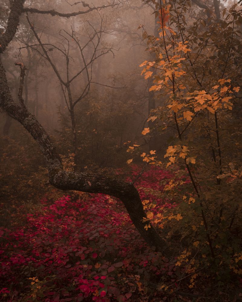 Photograph by Максим Акимов