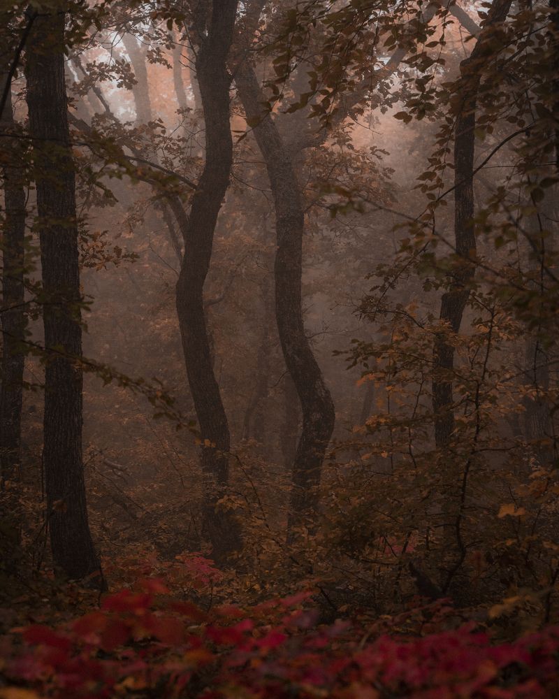 Photograph by Максим Акимов