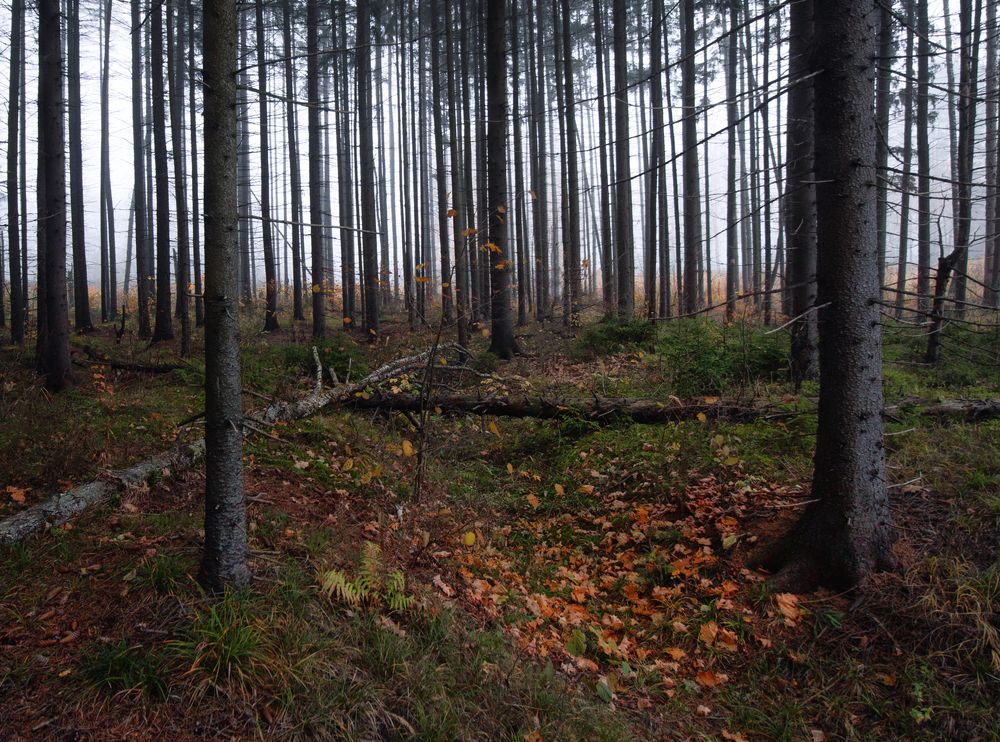 Photograph by Ольга