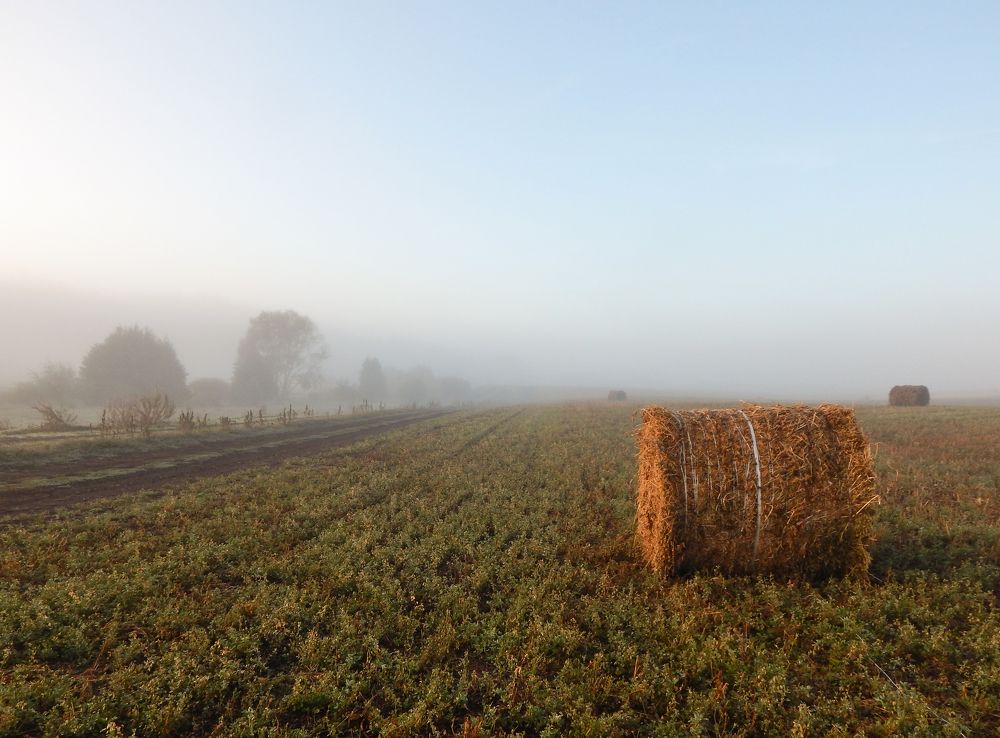 Туманное утро