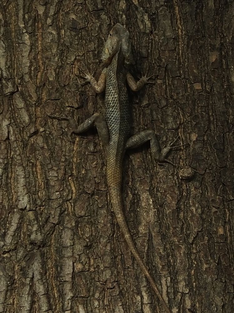 Sharing my love to capture chameleons...