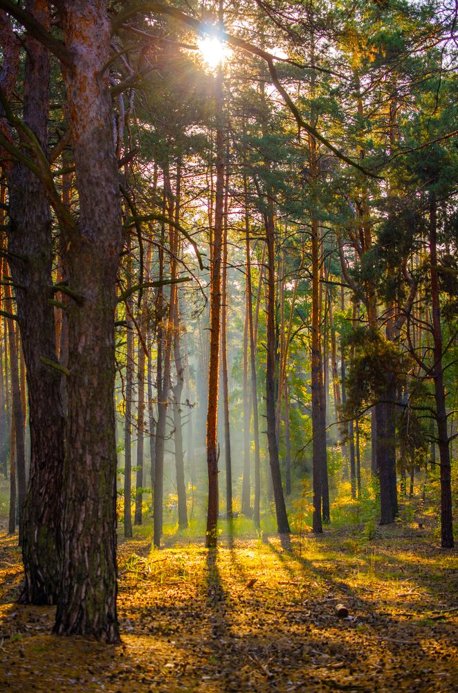 Утро в хвойном лесу
