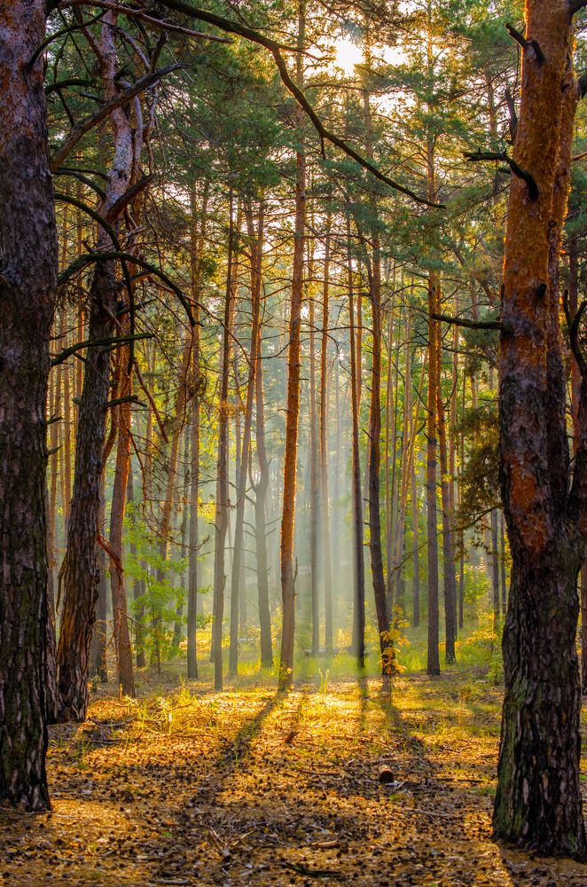Утро в хвойном лесу