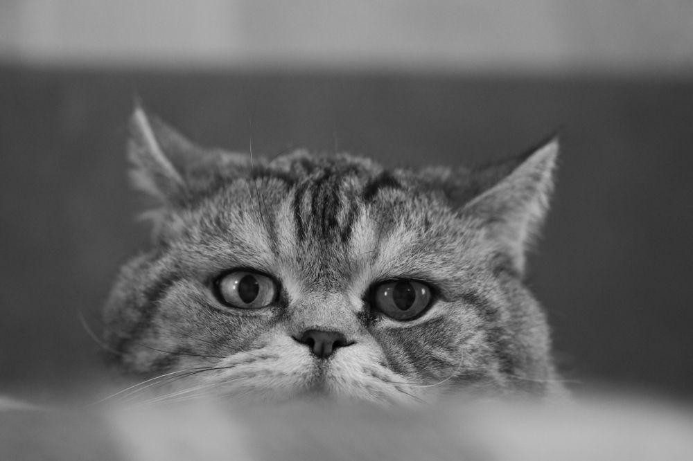 Фотография автора Татьяна Свистулина