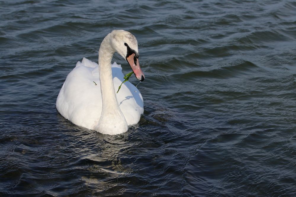 Фотография автора Татьяна Свистулина