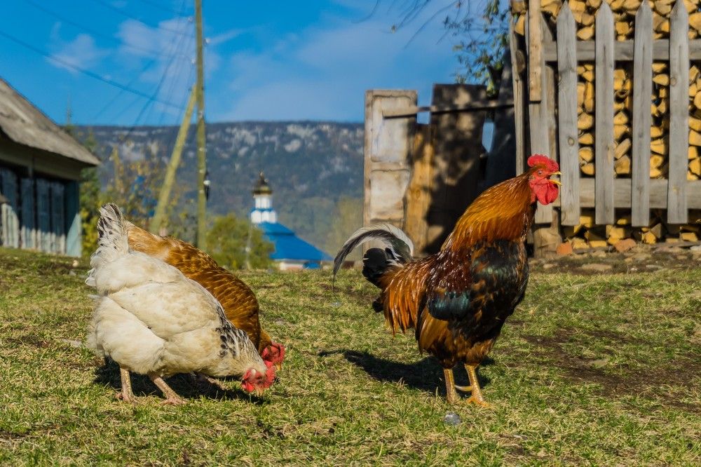 Не дикий животный мир.