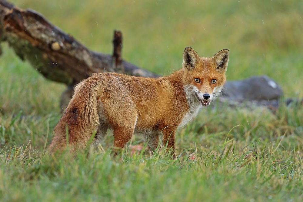 Фотография автора Александр Гусар