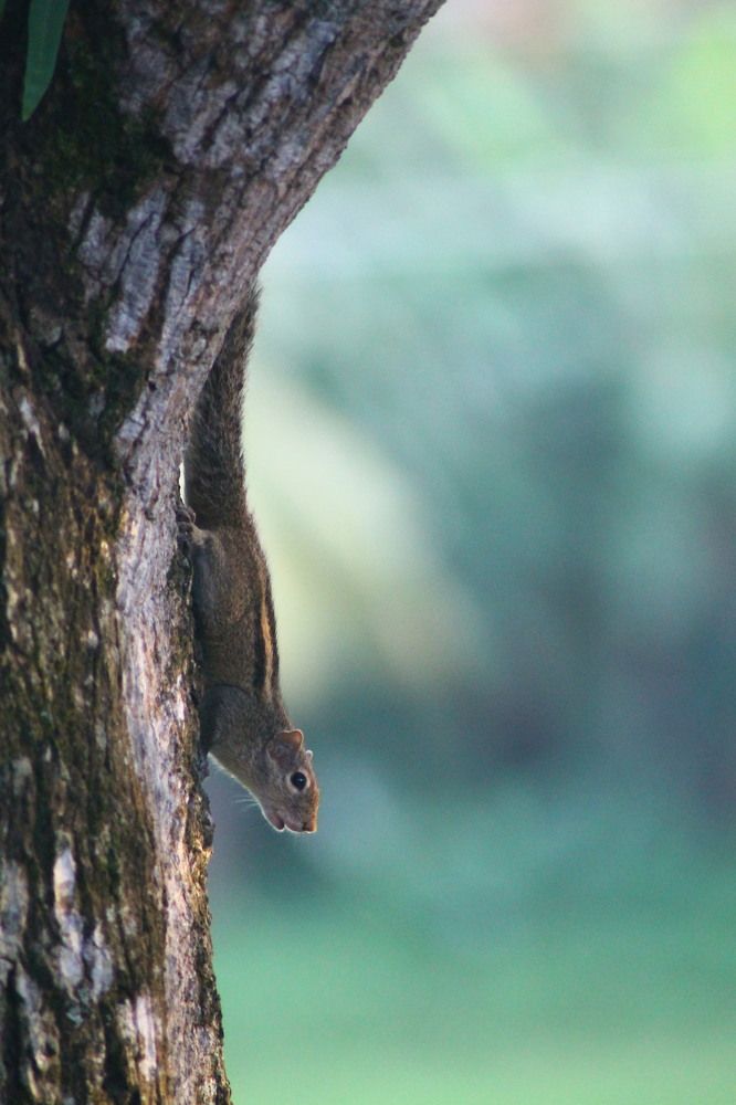 Photograph by Nimesha Perera