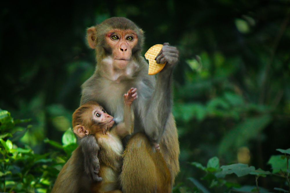 Photograph by Partha Chakraborty