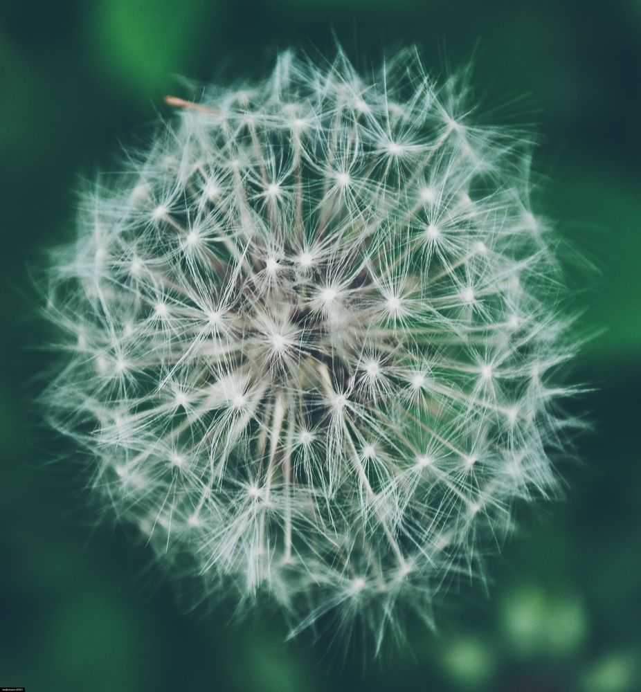 Фотография автора Иван Комаров