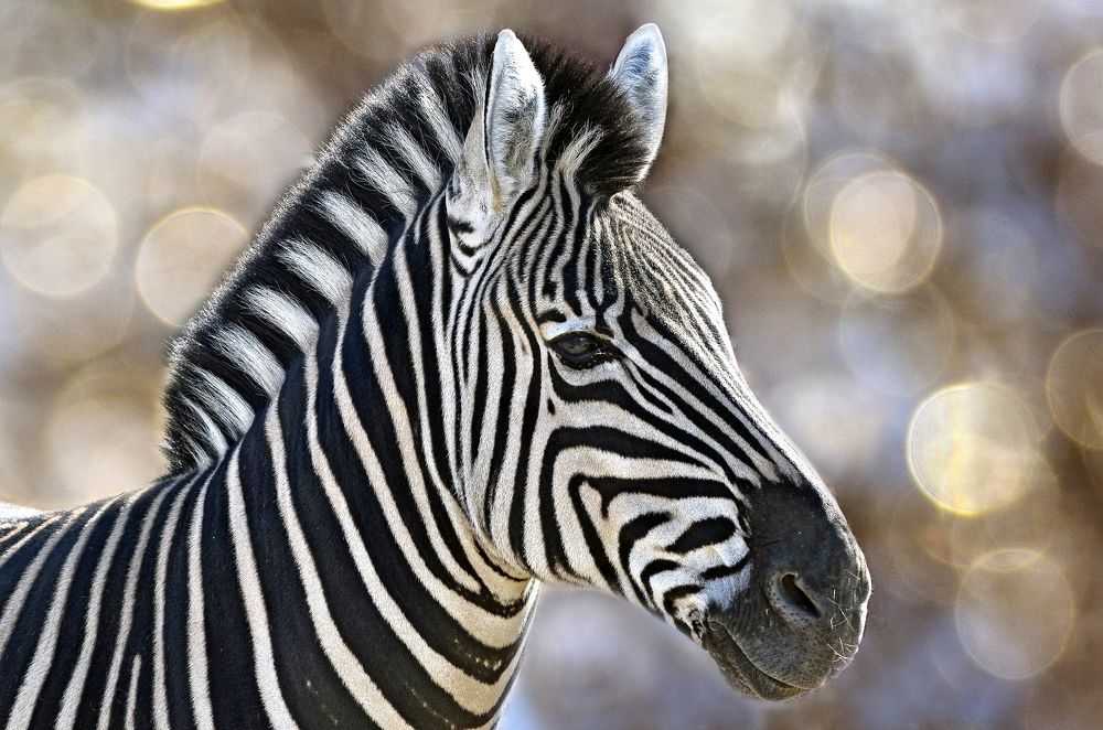 Фотография автора Антип