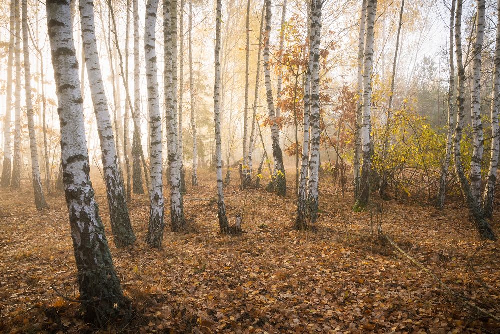 В березовой роще