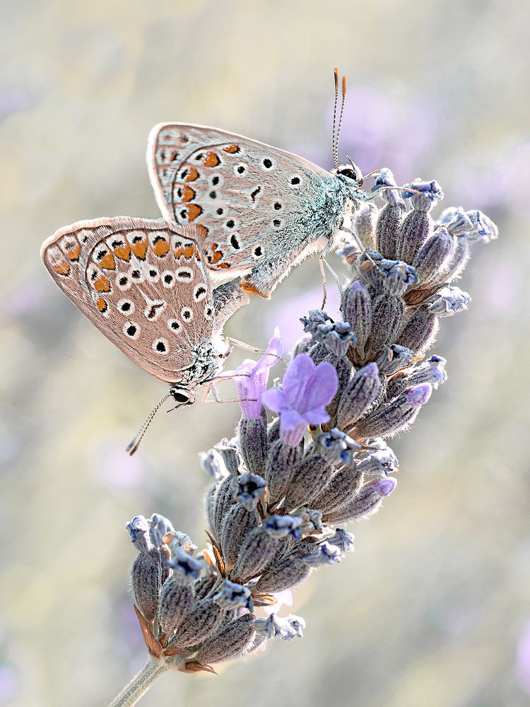 Photograph by Anna Ahiska