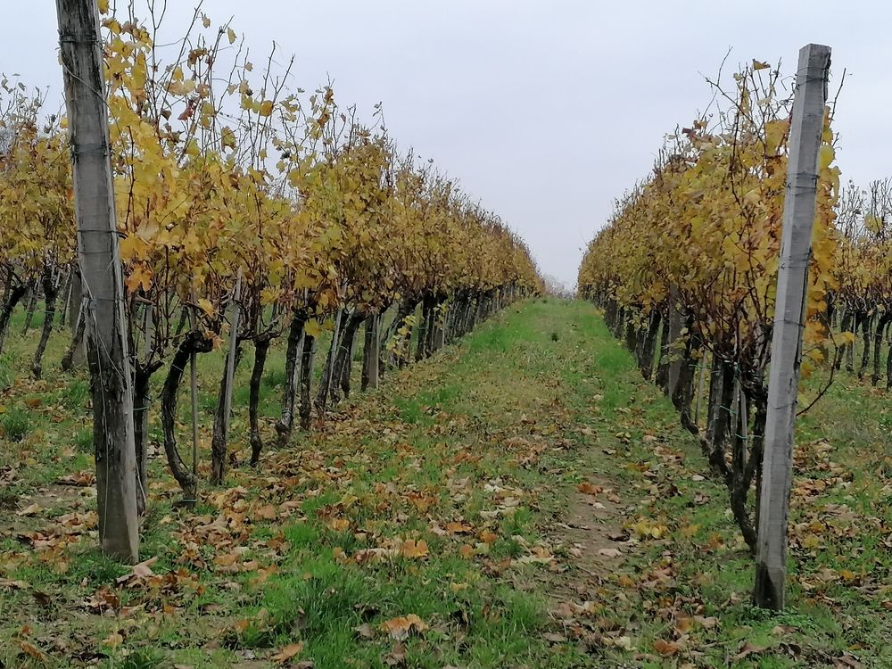 Фотография автора Danica Utjesinovic