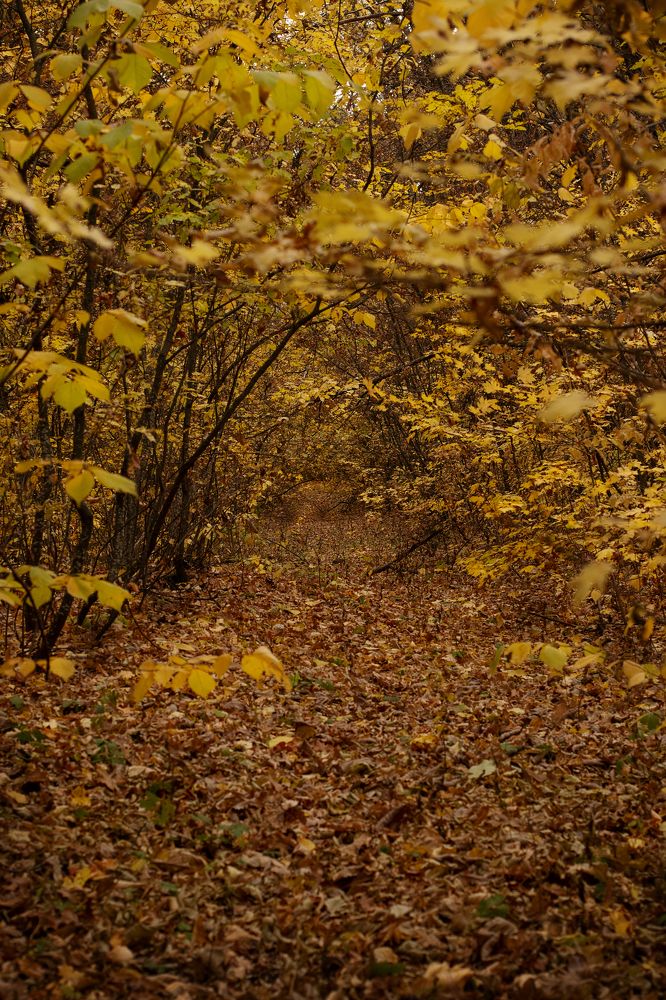Заброшенный лес.
