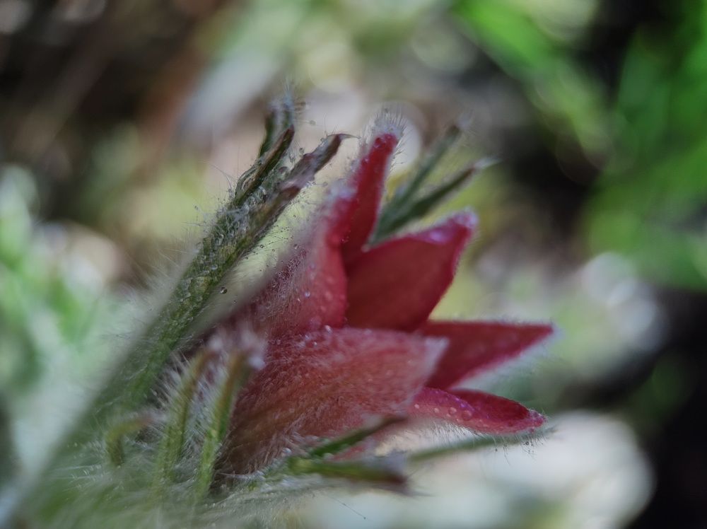 Photograph by Раиса Ламли