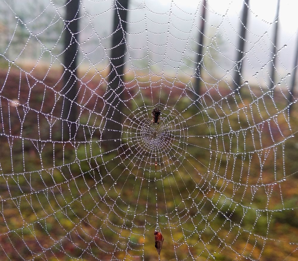 Photograph by Ирина Чагина