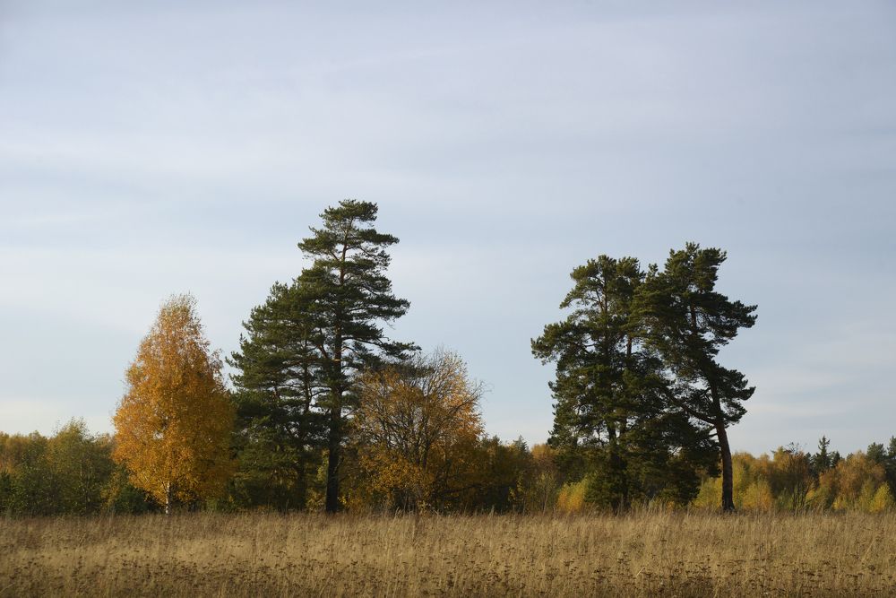 Photograph by Николай Алексеев