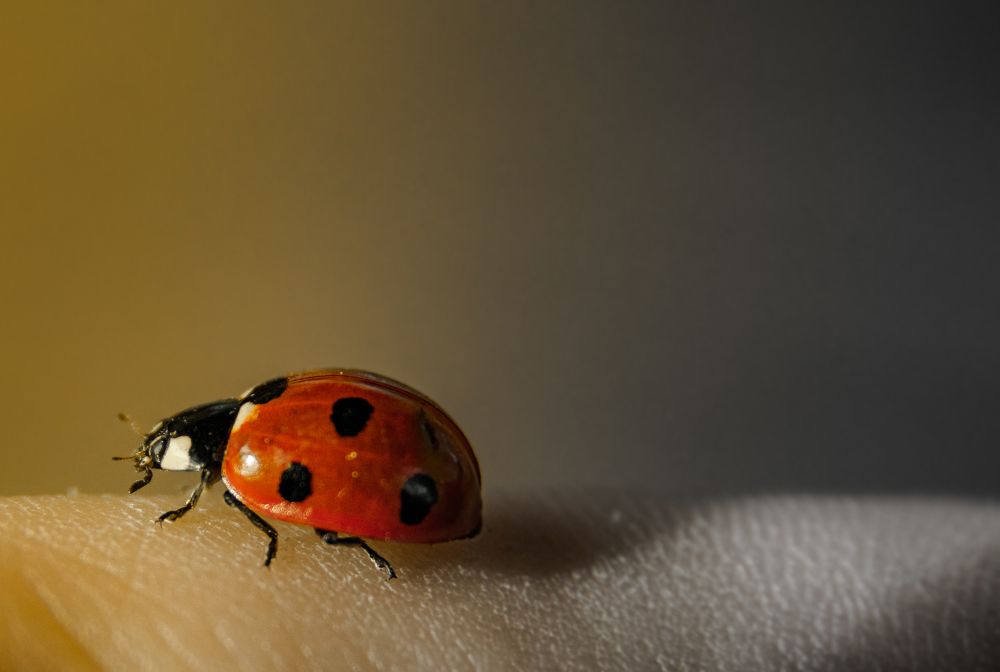 Photograph by Dragan Trosic