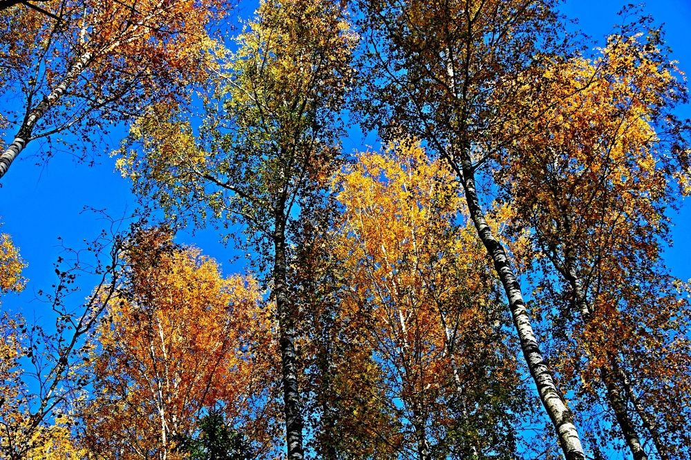 Photograph by Александр Бугаенко