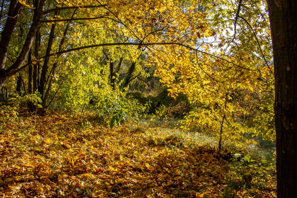 Photograph by Геннадій Андросов