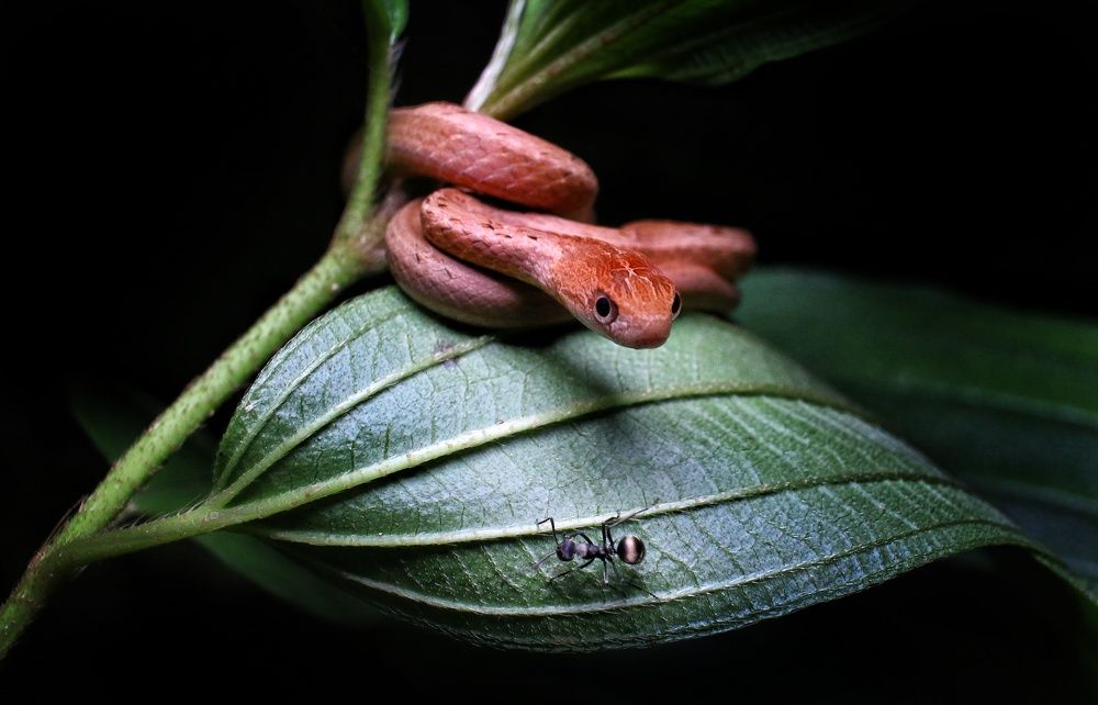 Photograph by Cohen Isaac