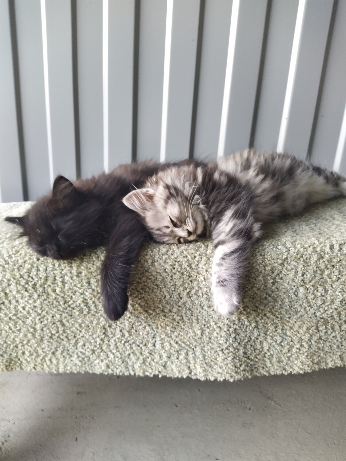 Photo #6610620
