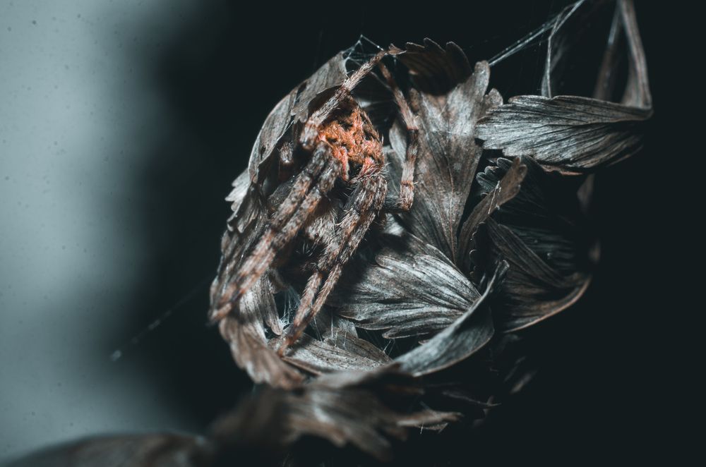 Photograph by Joseph Ray D. Sabellano