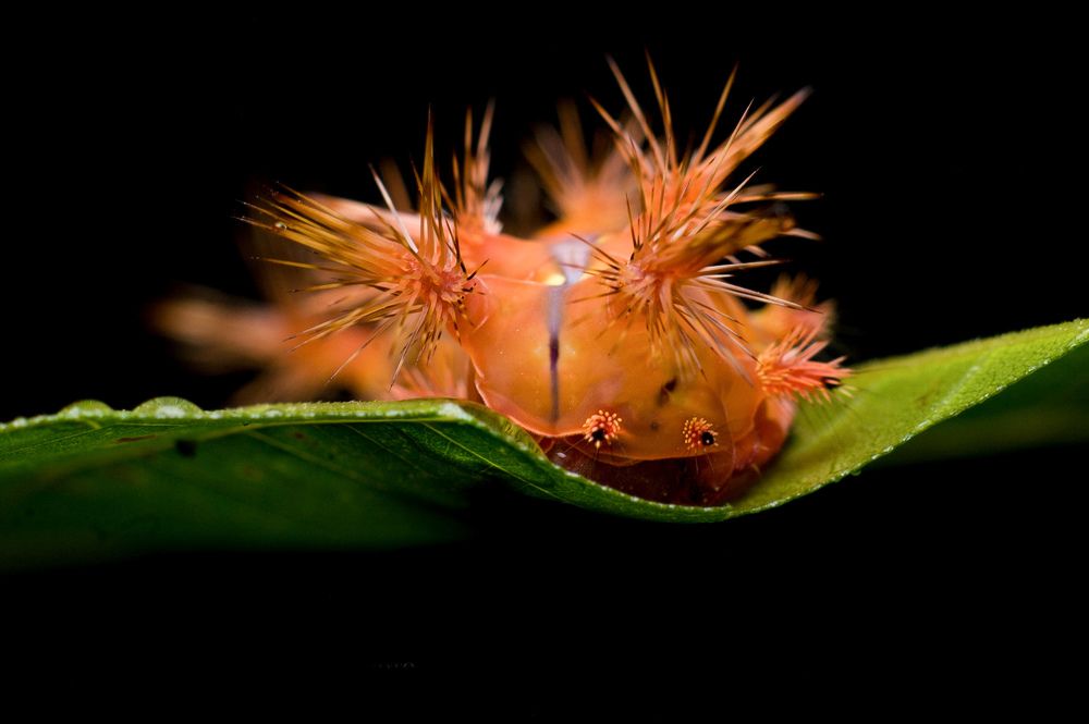 Photograph by Joseph Ray D. Sabellano