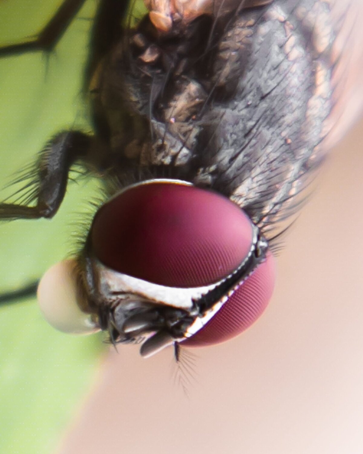 Mobile macro shot
