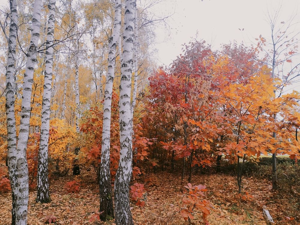 Photograph by Ирина Половцева