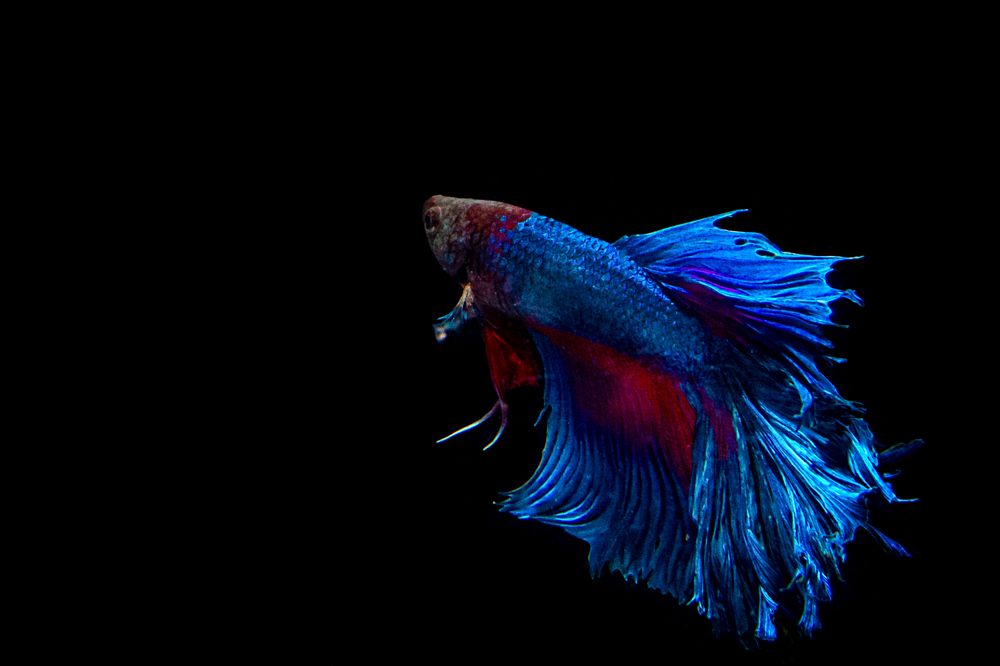 Photograph by Елена Игнатьева