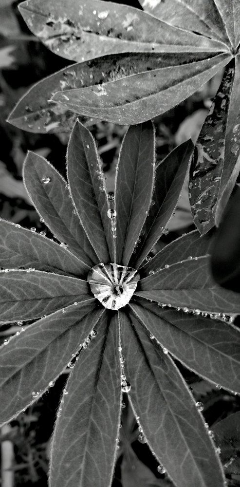 Photograph by Юлия Сластина - Самохвалова