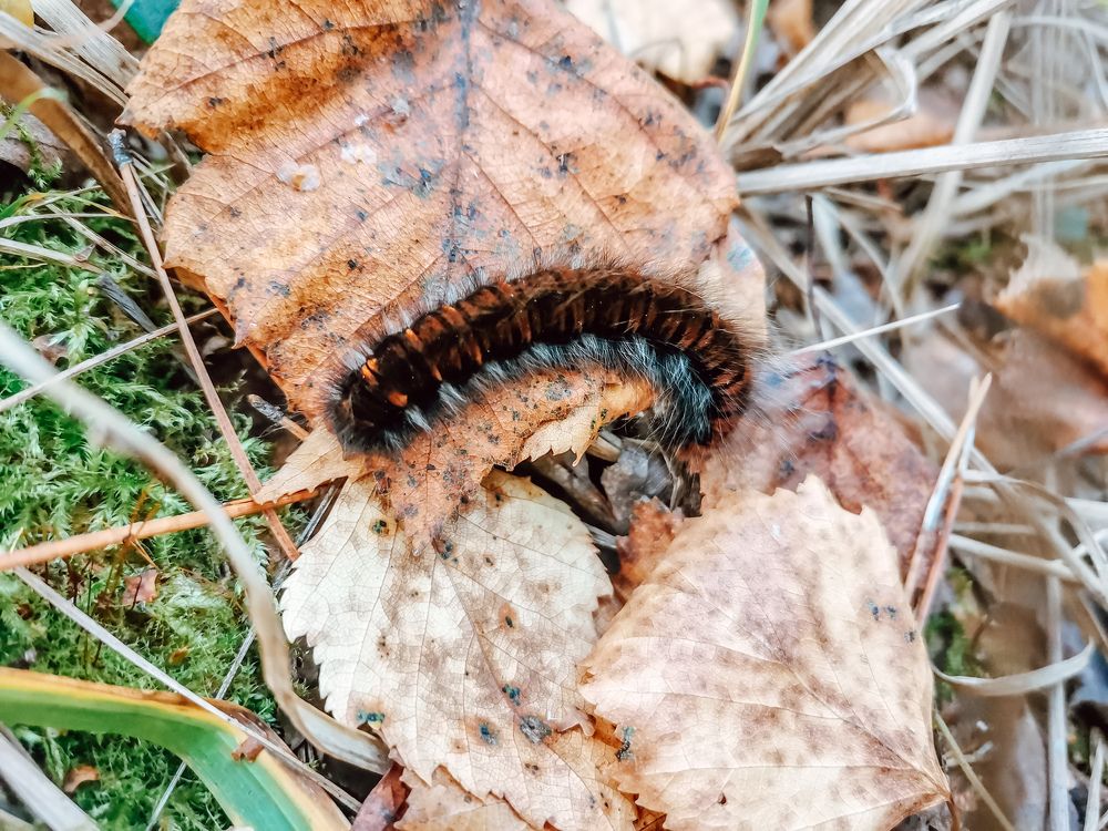 Photograph by Анастасия Копытова