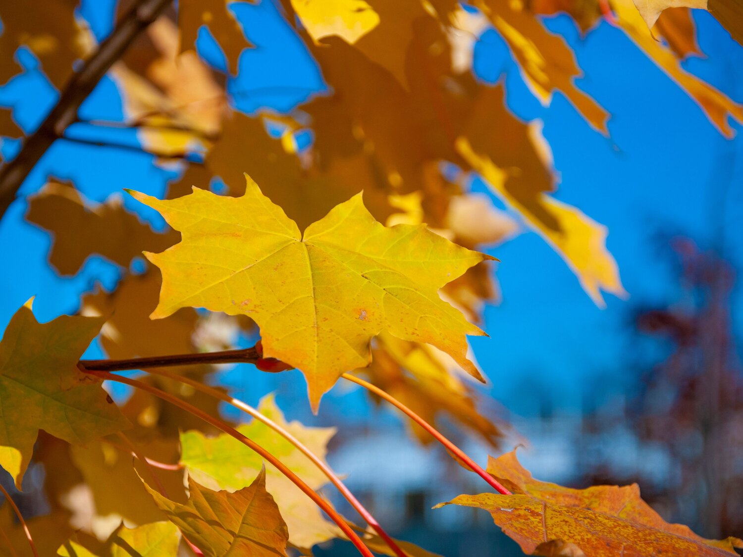 Photo #6611066