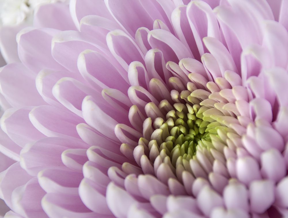 Photograph by Галина Щипакина