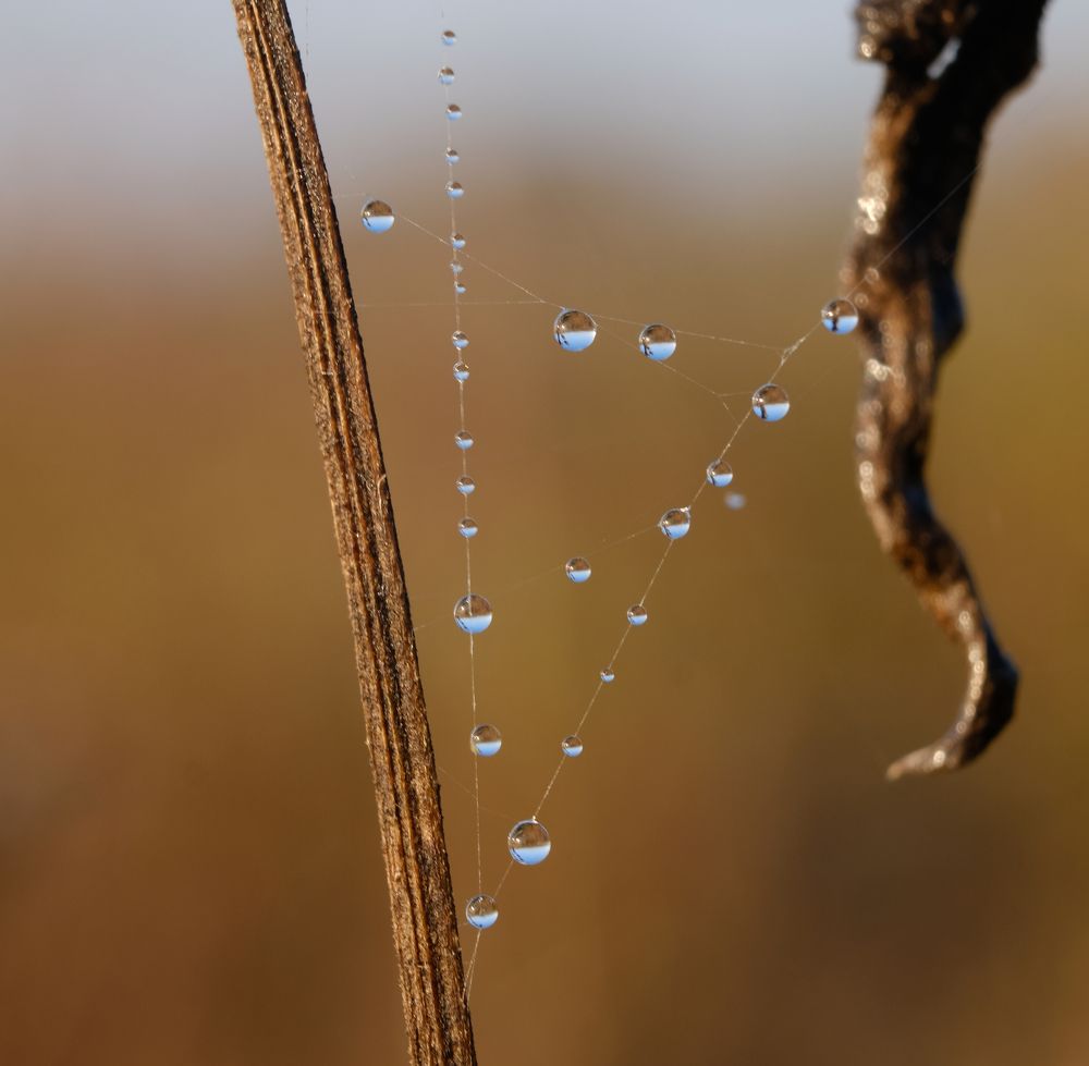 Фотография автора Александр Высоцкий