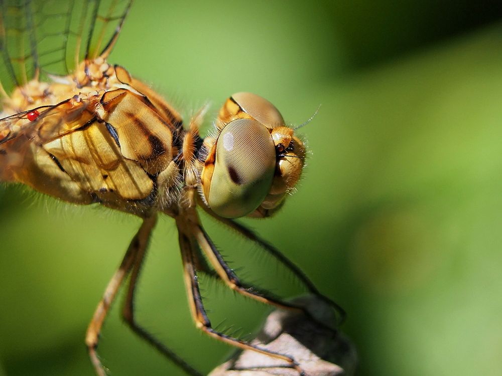 Эти глаза напротив...