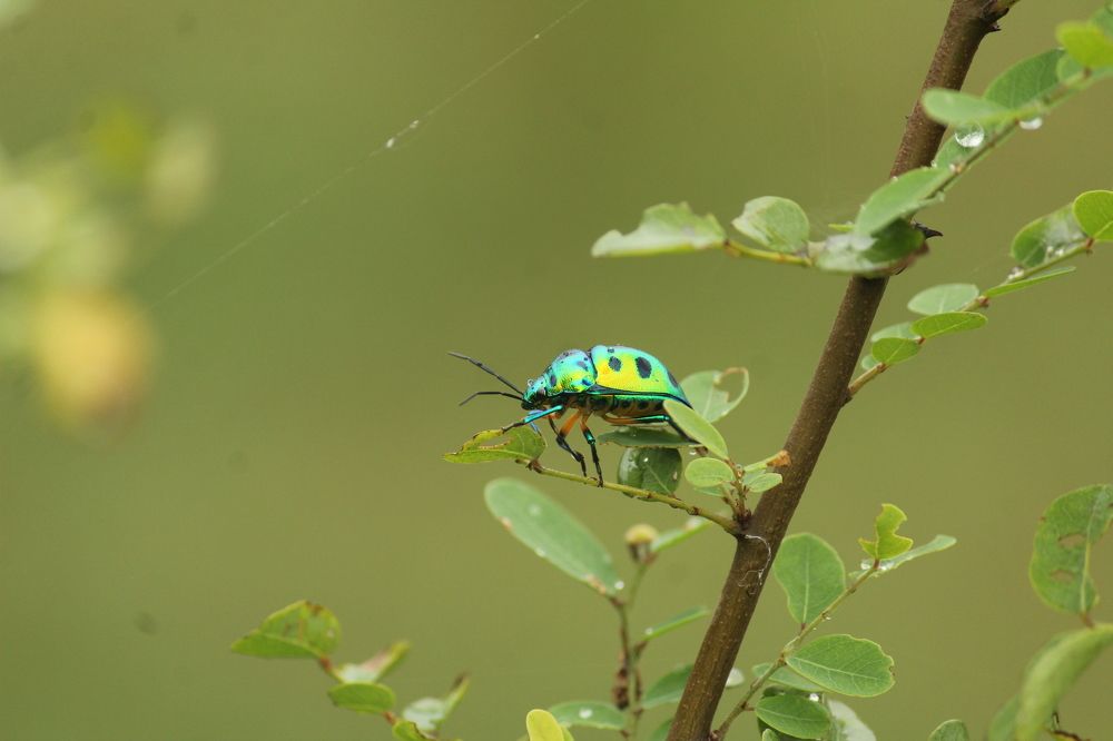 Photograph by Sharad vadoliya