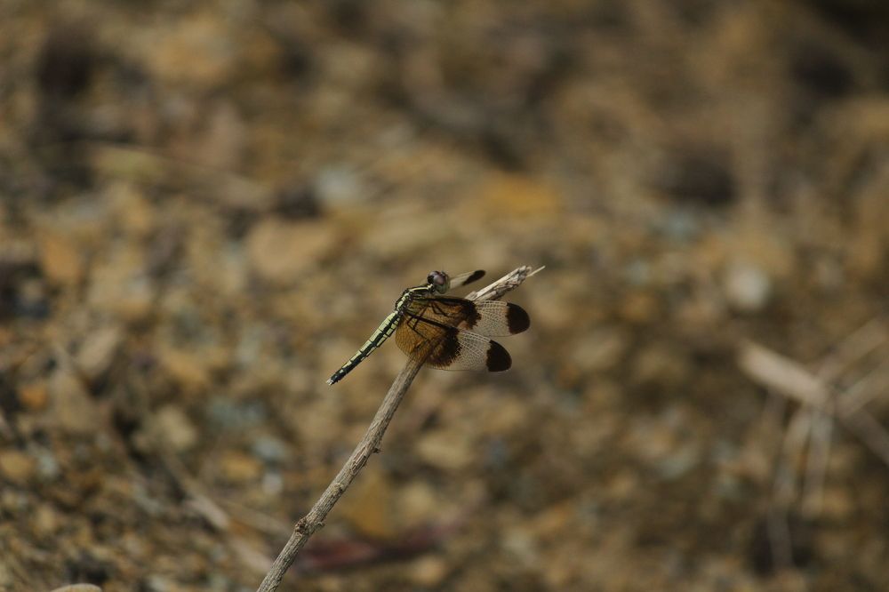 Photograph by Sharad vadoliya
