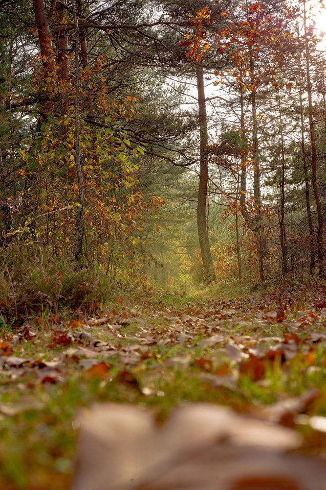 Photograph by Светлана Михайлова